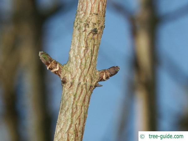 field maple (Acer campestre) axial bud