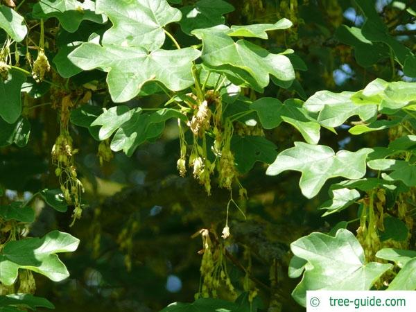 field maple (Acer campestre) flowers