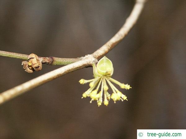 field maple (Acer campestre) flower