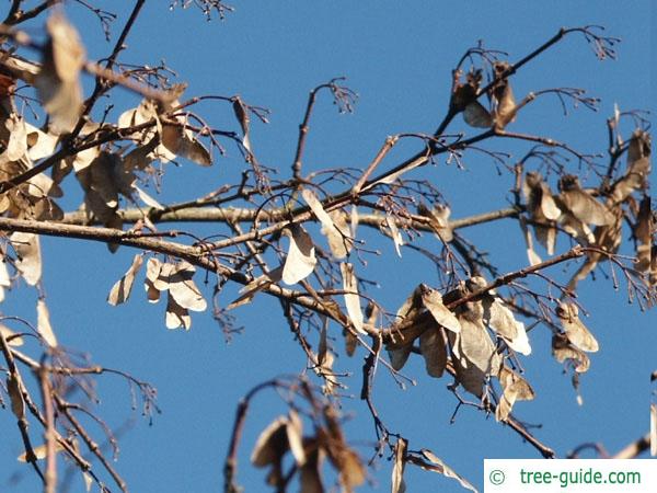 field maple (Acer campestre) in winter with withered fruits