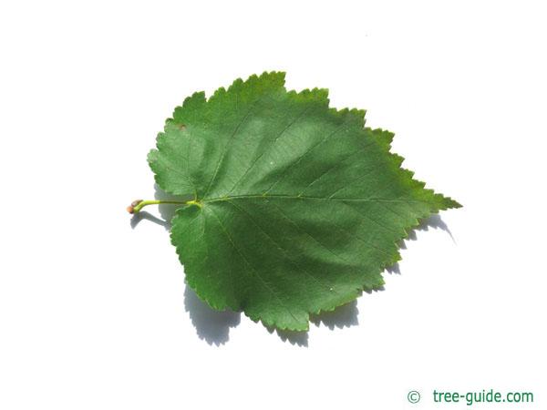 turkish filbert hazel (Corylus colurna) leaf