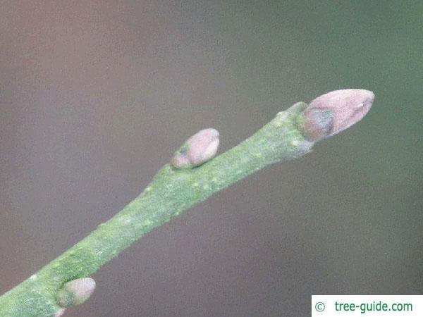turkish filbert hazel (Corylus colurna) bud