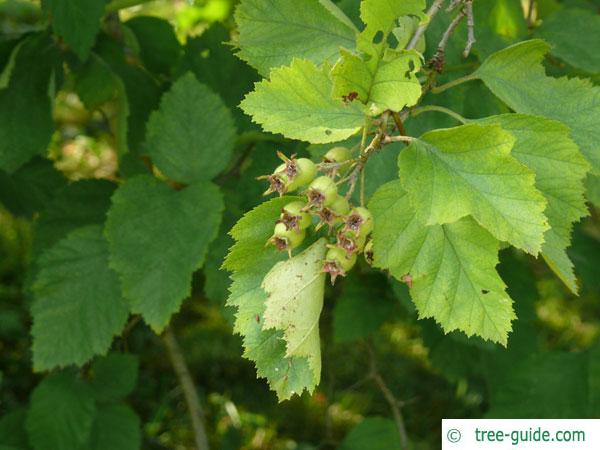 fireberry hawthorn (Crataegus chrysocarpa) fruits