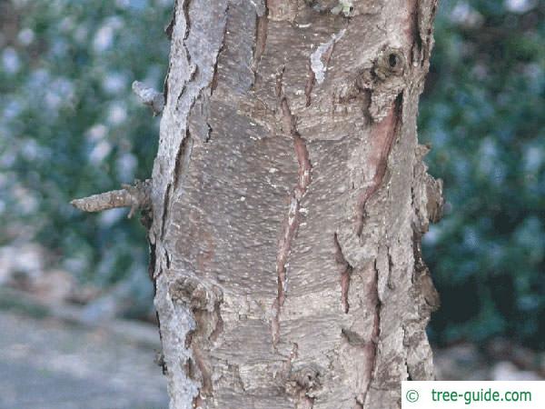 five needle pine (Pinus parviflora) trunk