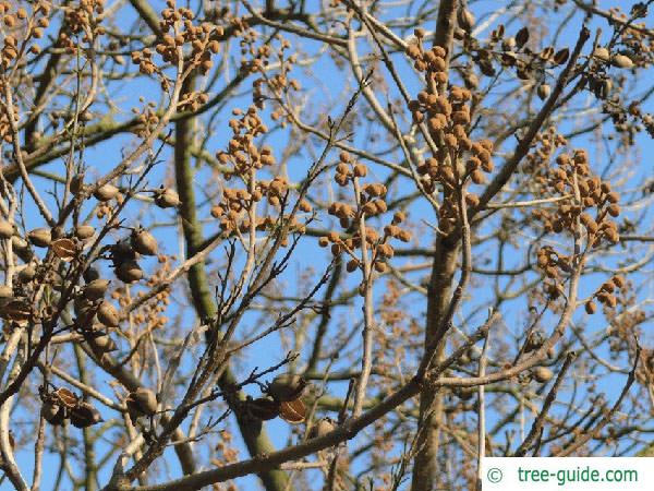 foxglove tree (Paulownia tomentosa) buds