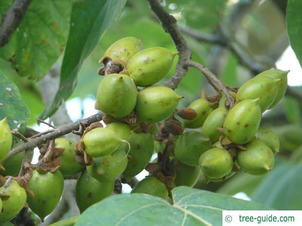 foxglove tree (Paulownia tomentosa) fruits