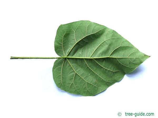 foxglove tree (Paulownia tomentosa) leaf underside