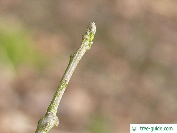 Golden oak (Quercus muehlenbergii) buds