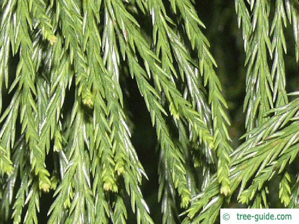 giant sequoia (Sequoiadendron giganteum)  needles