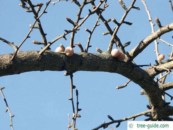 ginkgo (Ginkgo biloba) fruit winter