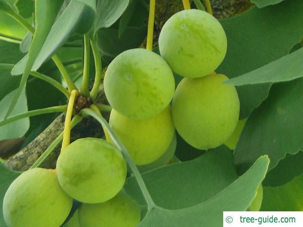 ginkgo (Ginkgo biloba) fruits