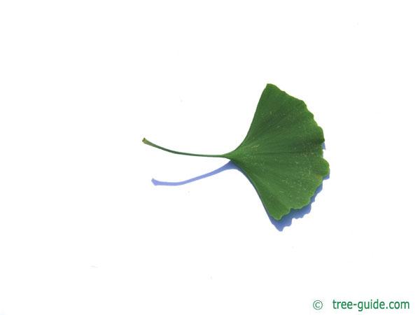 ginkgo (Ginkgo biloba) leaf underside