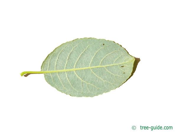 goat willow (Salix caprea) leaf underside