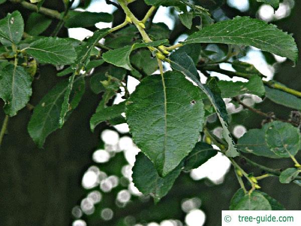 goat willow (Salix caprea) leaves