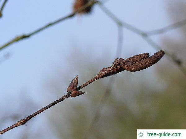 gold birch (Betula ermanii) birch twig with flower buds at the end