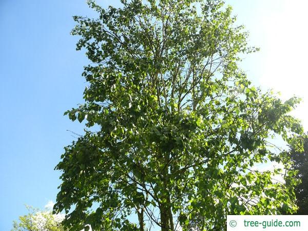 gold birch (Betula ermanii) crown in summer