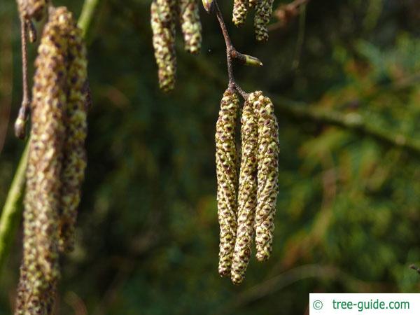 gold birch (Betula ermanii) flower in spring