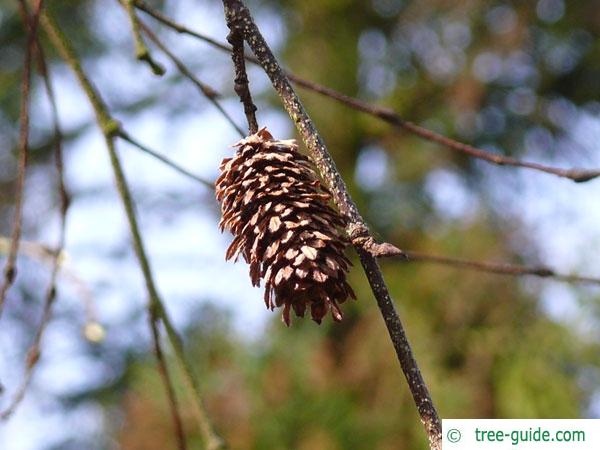 gold birch (Betula ermanii) fruit in winter