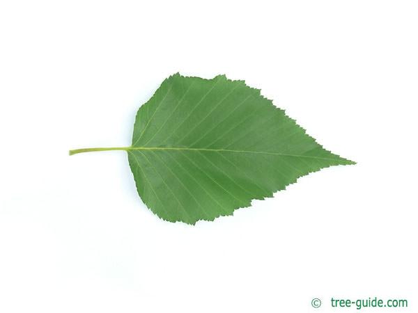 gold birch (Betula ermanii) leaf