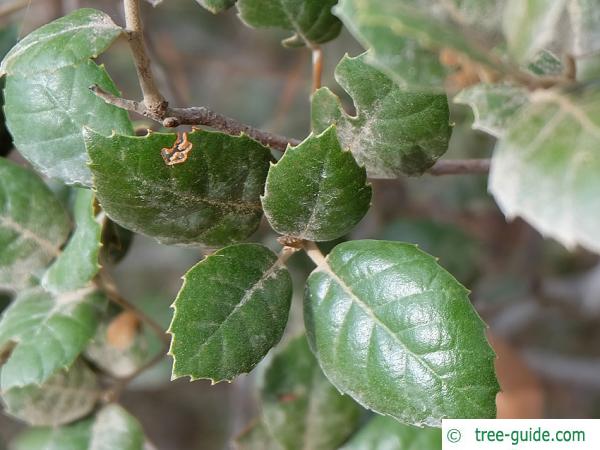 Golden oak (Quercus alnifolia) leaf