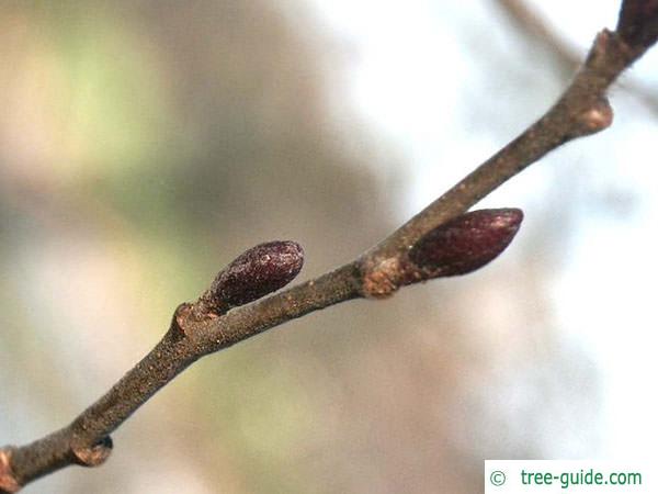 gray alder (Alnus incana) trunk