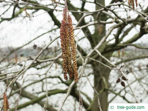 gray alder (Alnus incana) flowers