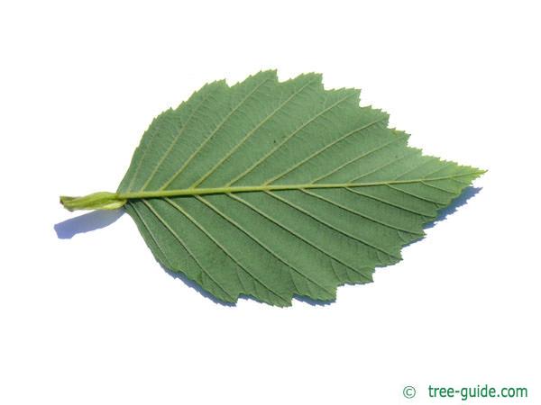 gray alder (Alnus incana) leaf underside