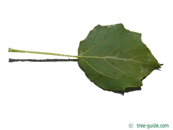 gray poplar (Populus × canescens) leaf underside