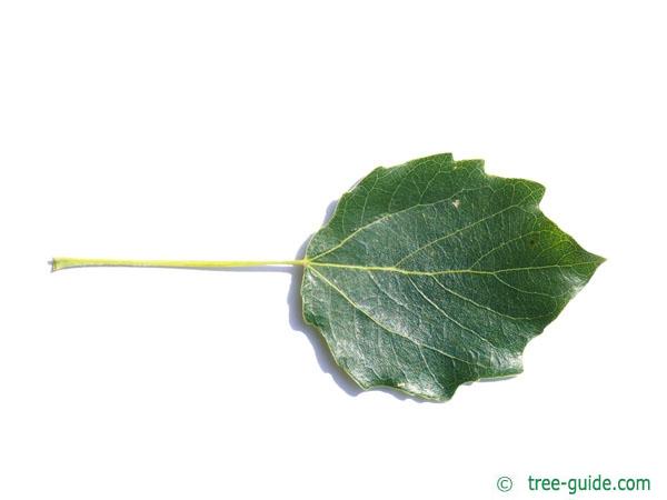 gray poplar (Populus × canescens) leaf