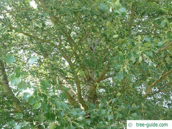 gray poplar (Populus × canescens) leaves