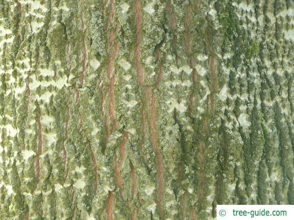 gray poplar (Populus × canescens) trunk / bark