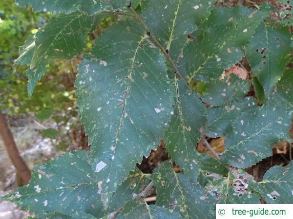 Grey elm (Ulmus canescens) leaf