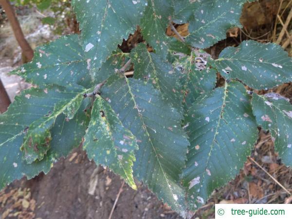 Grey elm (Ulmus canescens) leaves