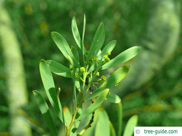Grey mulga (Acacia brachybotrya) leaves