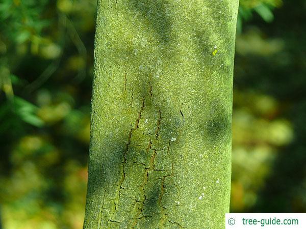 Grey mulga (Acacia brachybotrya) trunk / bark
