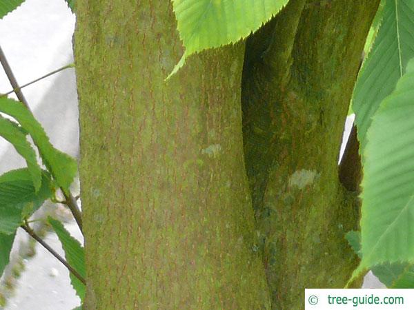 hornbeam maple (Acer carpinifolium) trunk / bark