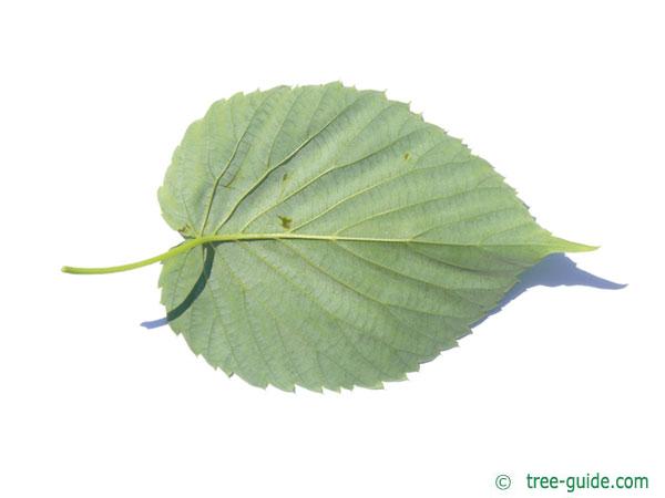 Handkerchief Tree (Davidia involucrata) leaf underside