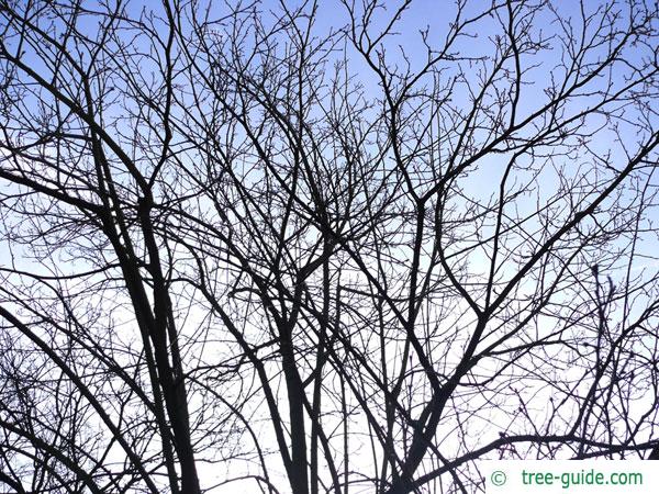hardy rubber tree (Eucommia ulmoides) tree crown in winter