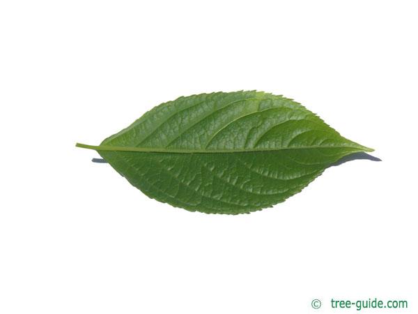 hardy rubber tree (Eucommia ulmoides) leaf underside