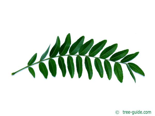 honey locust (Gleditsia triacanthos) leaf underside