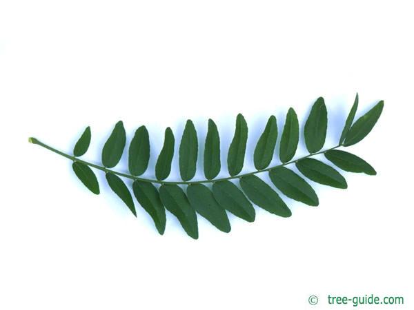 honey locust (Gleditsia triacanthos) leaf