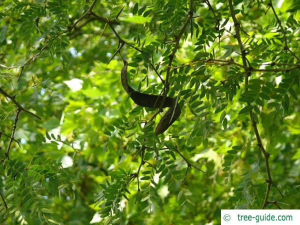 honey locust (Gleditsia triacanthos) leaves