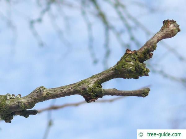 honey locust (Gleditsia triacanthos) terminal bud