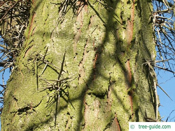 honey locust (Gleditsia triacanthos) trunk