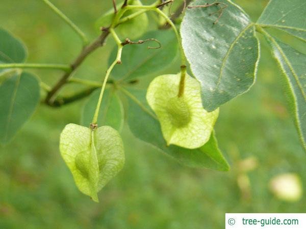 hoptree (Ptelea trifoliata) fruits