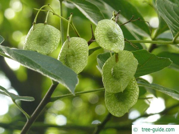 hoptree (Ptelea trifoliata) fruits in summer