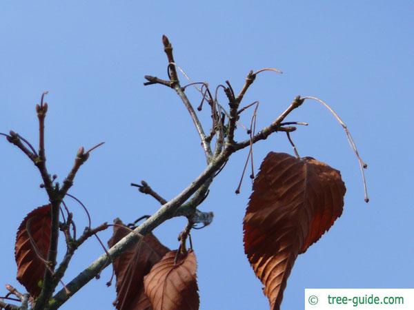 hornbeam maple (Acer carpinifolium) in Winter with brown leaves and buds
