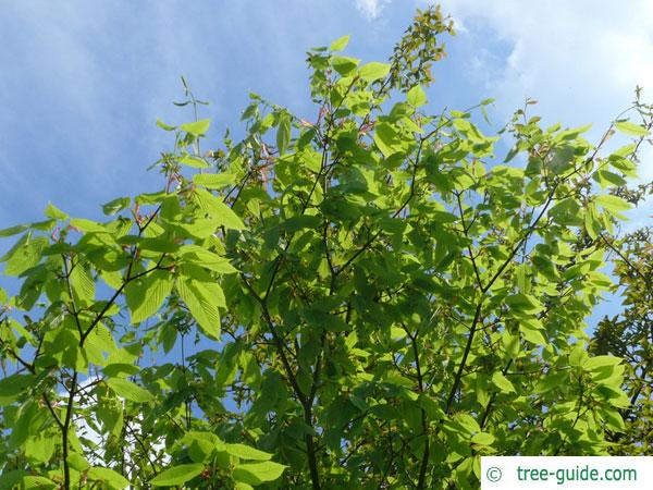 hornbeam maple (Acer carpinifolium) tree in summer