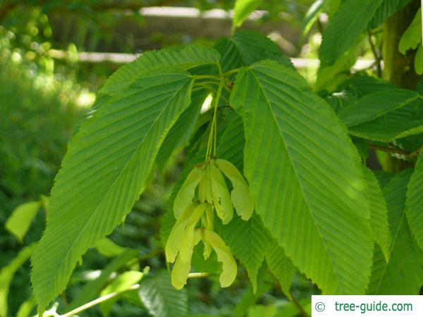 hornbeam maple (Acer carpinifolium) leaves and fruits