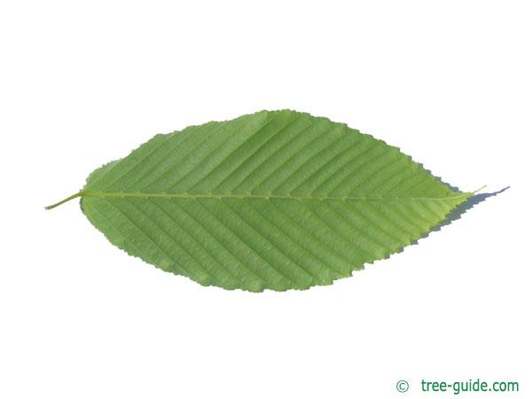 hornbeam maple (Acer carpinifolium) leaf